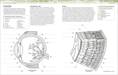Atlas de anatomía para colorear (The Human Body Coloring Book) interior 3 (ISBN 9780593848098)