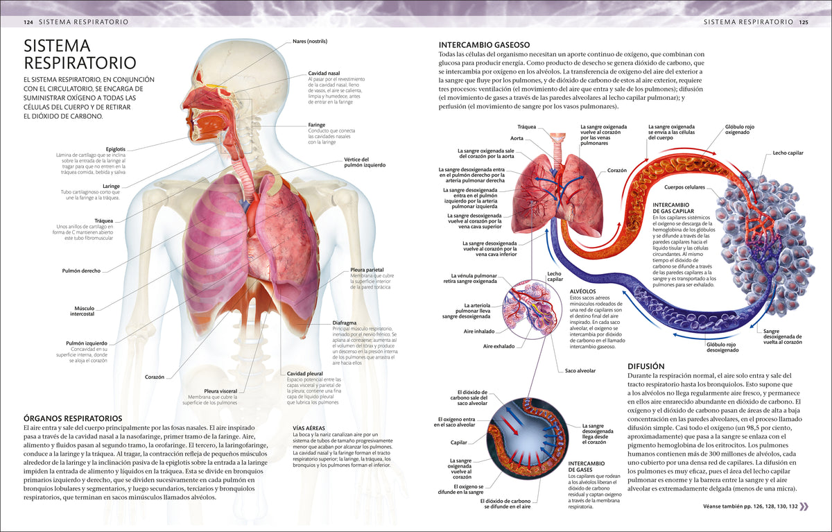 Atlas de anatomía para colorear (The Human Body Coloring Book) interior 4 (ISBN 9780593848098)