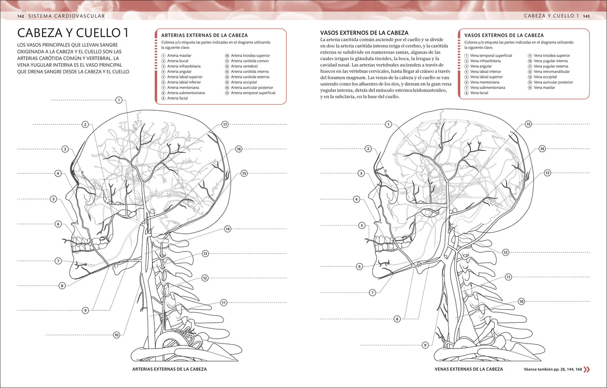 Atlas de anatomía para colorear (The Human Body Coloring Book) interior 5 (ISBN 9780593848098)