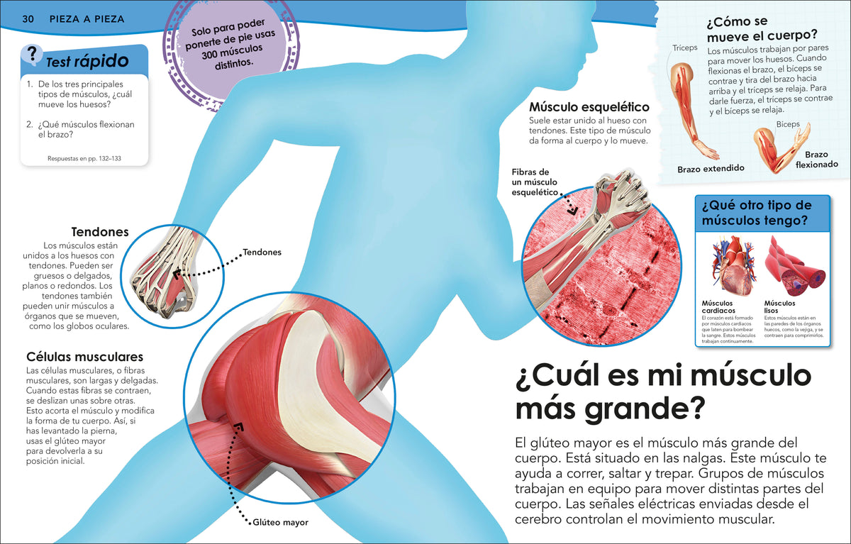¿Sabías qué? Cuerpo humano (Did You Know? Human Body) interior 4 (ISBN 9780593848142)