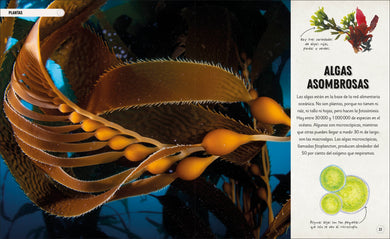 Océanos increíbles (Amazing Oceans) interior 1 (ISBN 9780593848197)