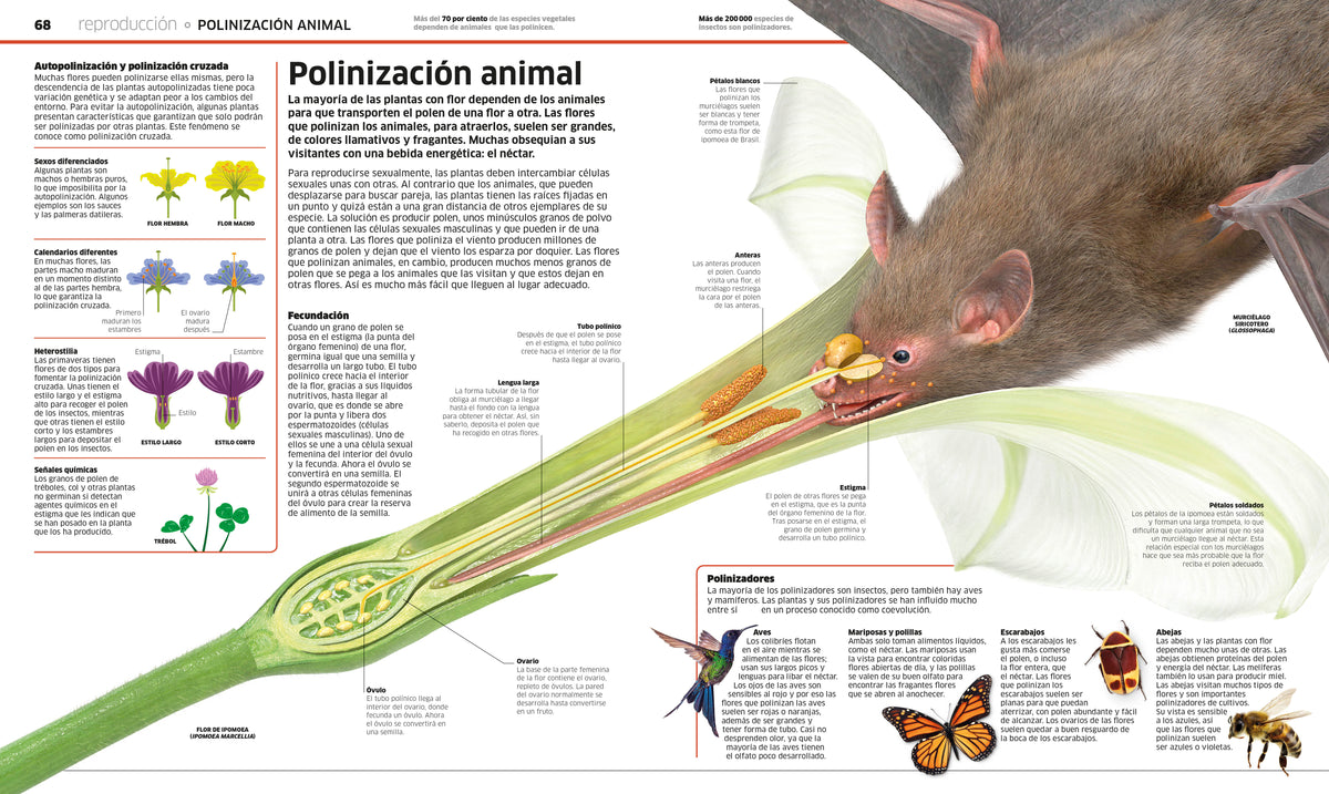 Plantas y hongos (Knowledge Encyclopedia Plants and Fungi!) interior 1 (ISBN 9780593848296)