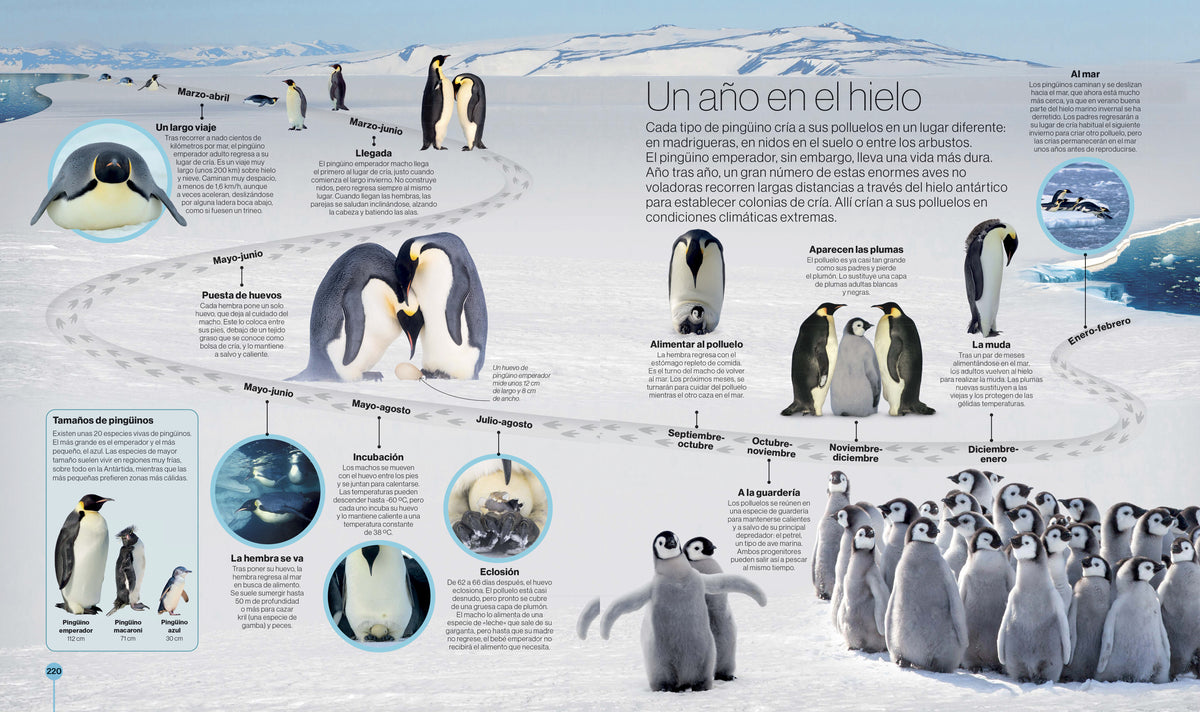 Los ciclos de la naturaleza (Timelines of Nature) interior 2 (ISBN 9780593848319)
