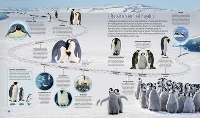 Los ciclos de la naturaleza (Timelines of Nature) interior 2 (ISBN 9780593848319)
