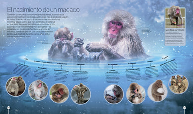 Los ciclos de la naturaleza (Timelines of Nature) interior 4 (ISBN 9780593848319)