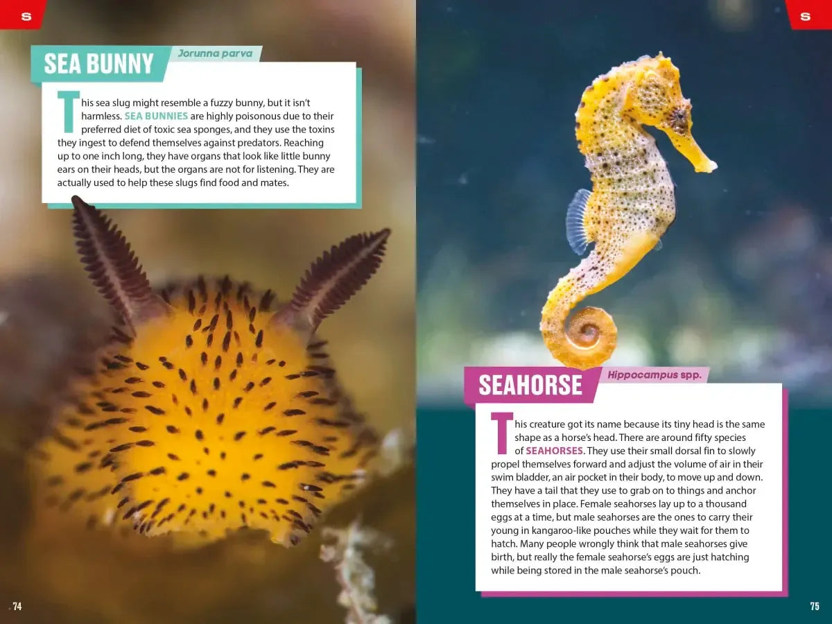 TIME for Kids: Spectacular Sea Creatures US - Paperback / softback