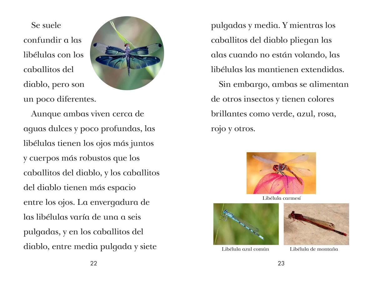 TIME for Kids: Insectos (TIME for Kids: Insects Spanish Edition) US - Paperback / softback