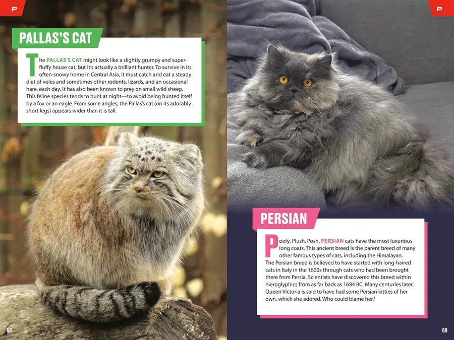 TIME for Kids: Big Cats, Small Cats US - Paperback / softback