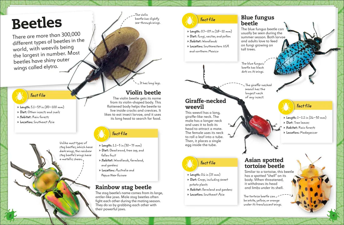 My Book of Bugs US - Hardback