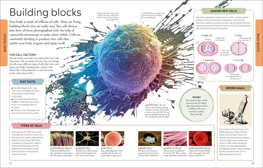 Human Body A Visual Encyclopedia US - Paperback / softback