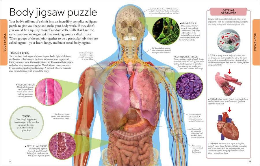 Human Body A Visual Encyclopedia US - Paperback / softback