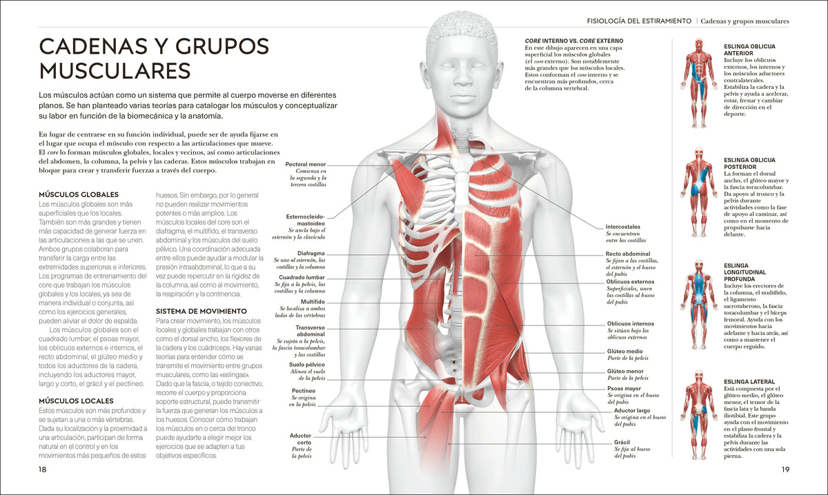 Estiramientos (Science of Stretch) interior 2 (ISBN 9780593963036)