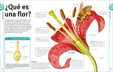 El Libro de las flores y los árboles (Our World in Pictures: Trees, Leaves, Flowers & Seeds) interior 2 (ISBN 9780593963166)