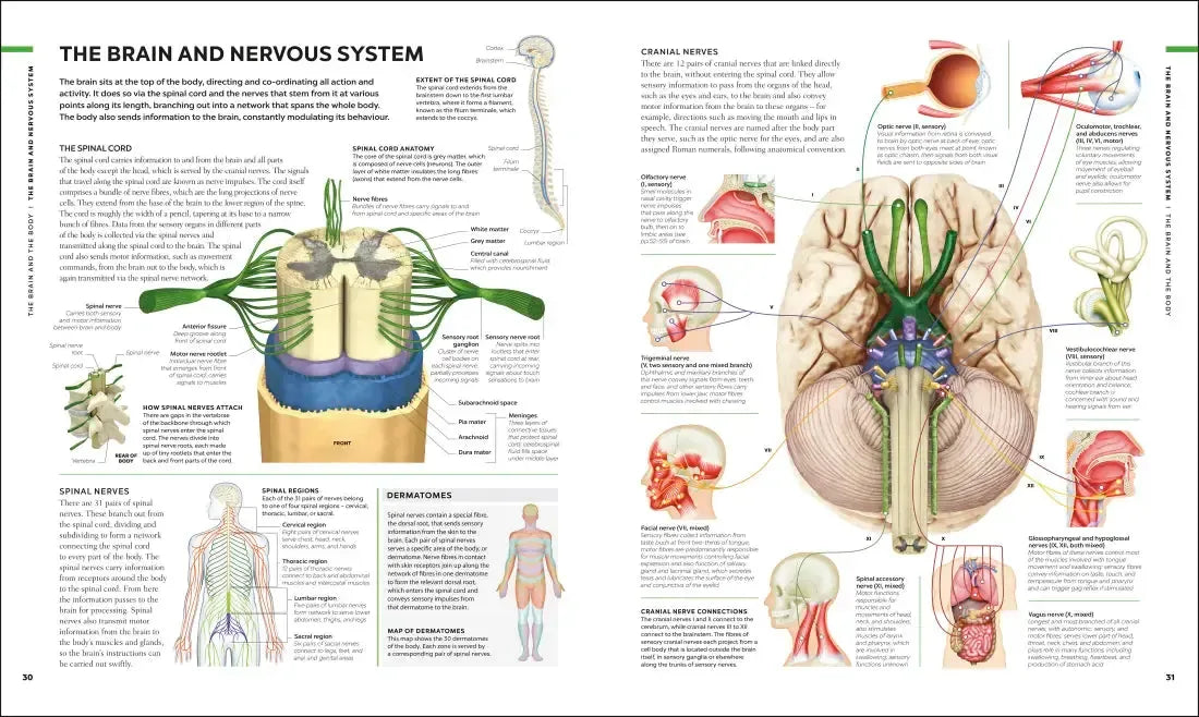 The Human Brain Book US - Hardback