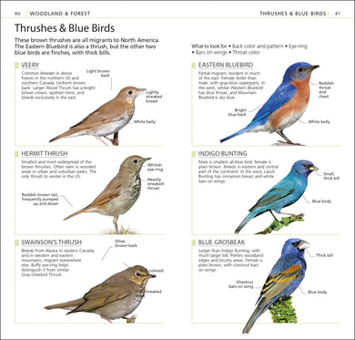 What's that Bird? US - Paperback / softback