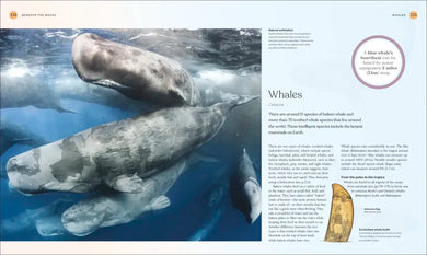 The Ocean Book US - Hardback