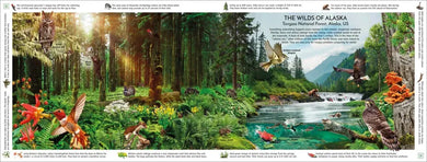 Rainforest US - Hardback