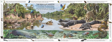 Rainforest US - Hardback