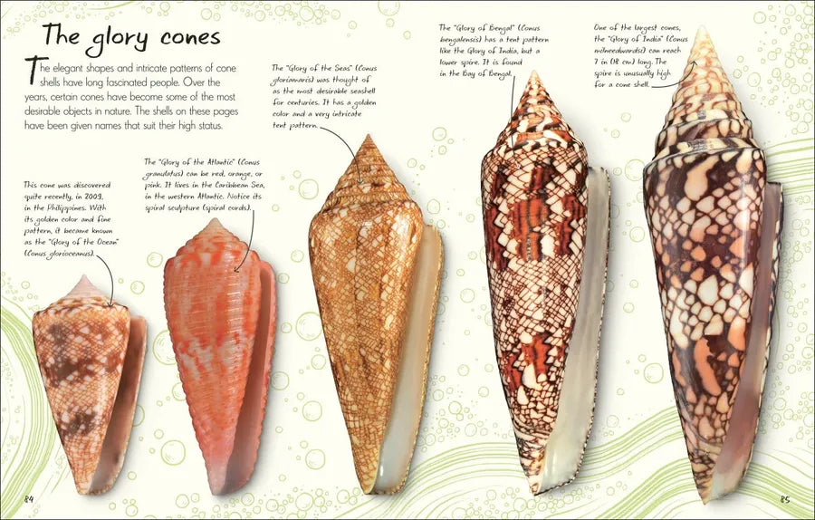 An Anthology of Shells US - Hardback