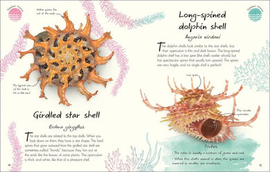An Anthology of Shells US - Hardback