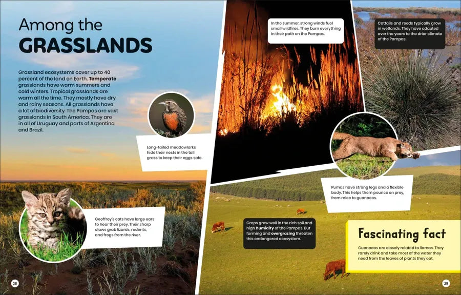DK Super Planet Beautiful Biodiversity US - Hardback