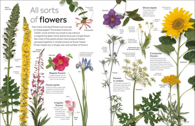 Eyewitness Plant US - Paperback / softback