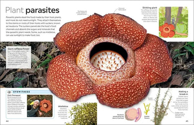 Eyewitness Plant US - Paperback / softback