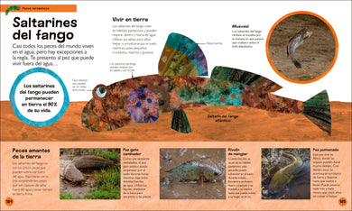 La oruga muy hambrienta Mi primera enciclopedia de animales (The Very Hungry Caterpillar's Very First Animal Encyclopedia) interior 5 (ISBN 9780593970638)