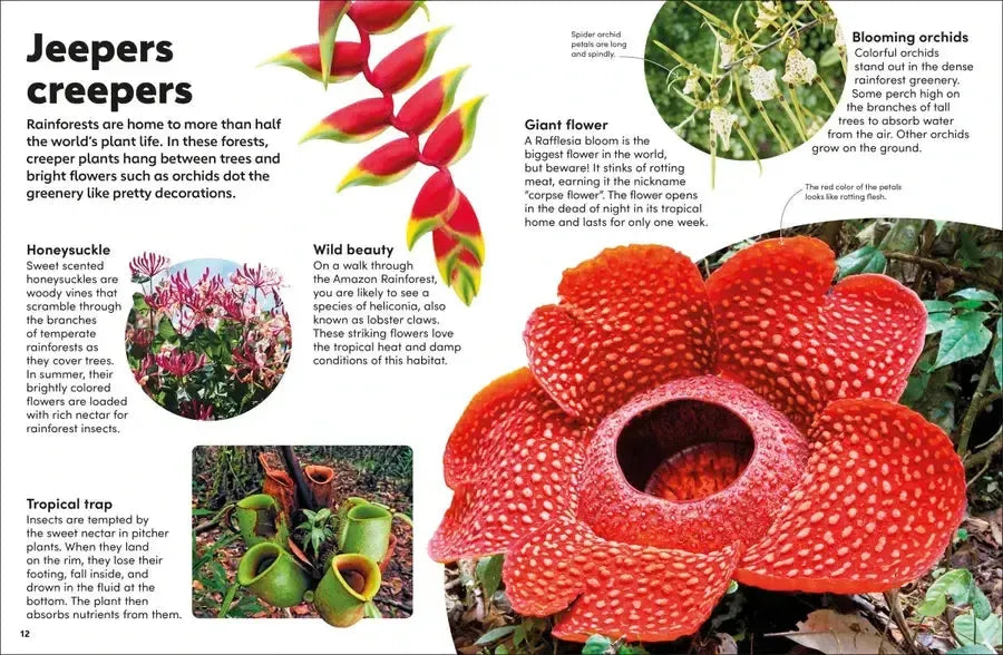 Eyewonder Rainforest US - Hardback