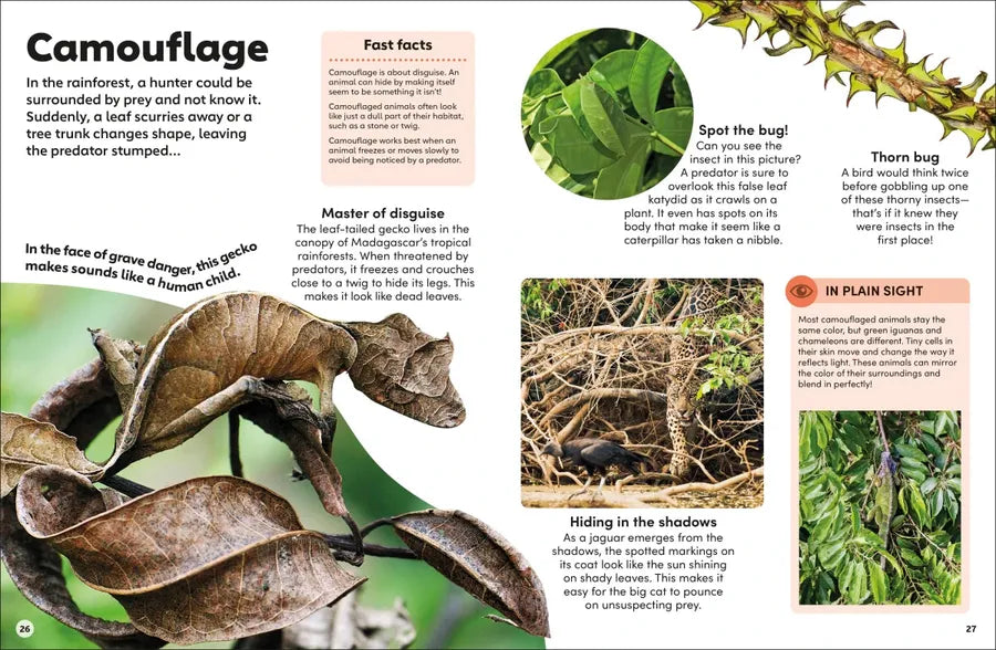 Eyewonder Rainforest US - Hardback