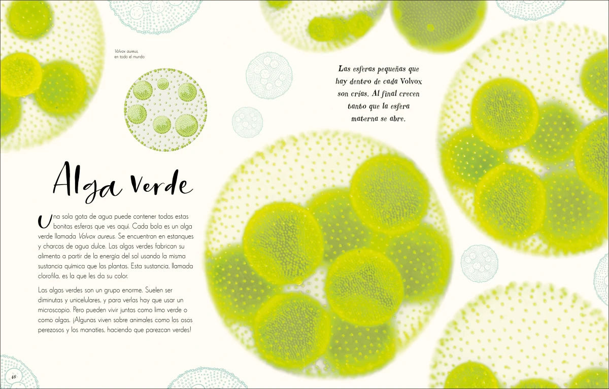 Maravillas naturales (The Wonders of Nature) US - Hardback
