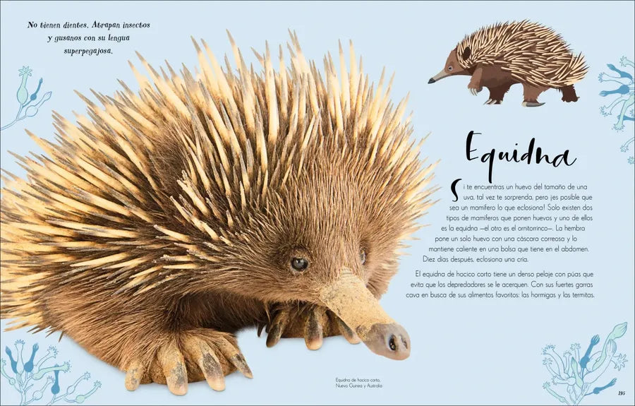 Maravillas naturales (The Wonders of Nature) US - Hardback