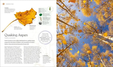 The Tree Book US - Hardback