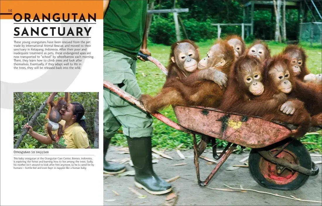 Behind the Scenes at the Zoo US - Hardback