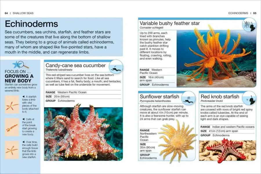 Pocket Genius Ocean US - Paperback / softback