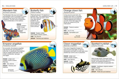 Pocket Genius Ocean US - Paperback / softback