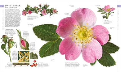 Natural History US - Hardback