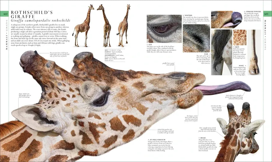 Natural History US - Hardback