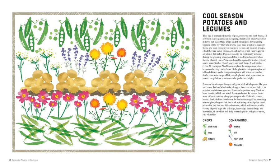 Companion Planting for Beginners US - Paperback / softback