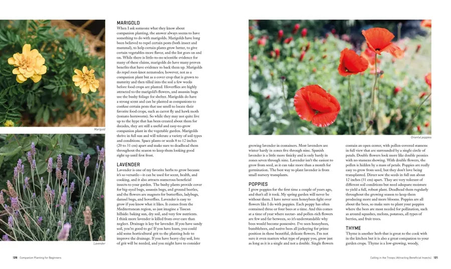 Companion Planting for Beginners US - Paperback / softback