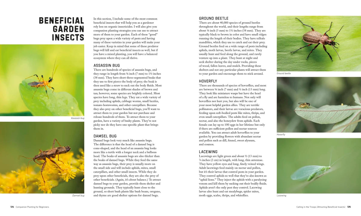 Companion Planting for Beginners US - Paperback / softback