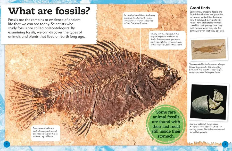 My Book of Fossils US - Hardback