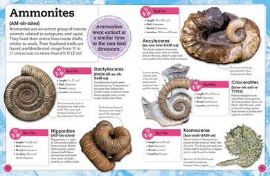 My Book of Fossils US - Hardback