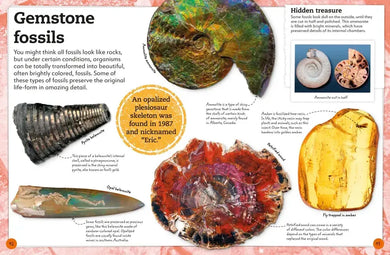 My Book of Fossils US - Hardback