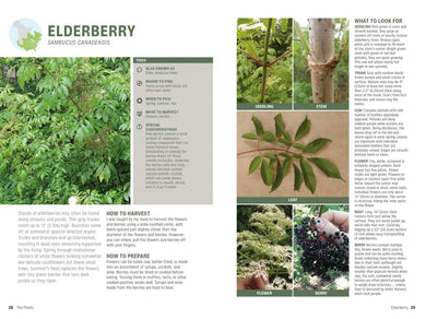 Foraging US - Paperback / softback