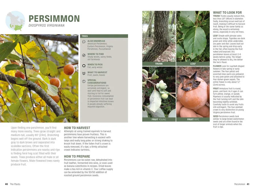 Foraging US - Paperback / softback