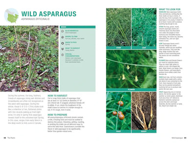 Foraging US - Paperback / softback