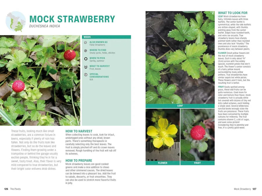 Foraging US - Paperback / softback