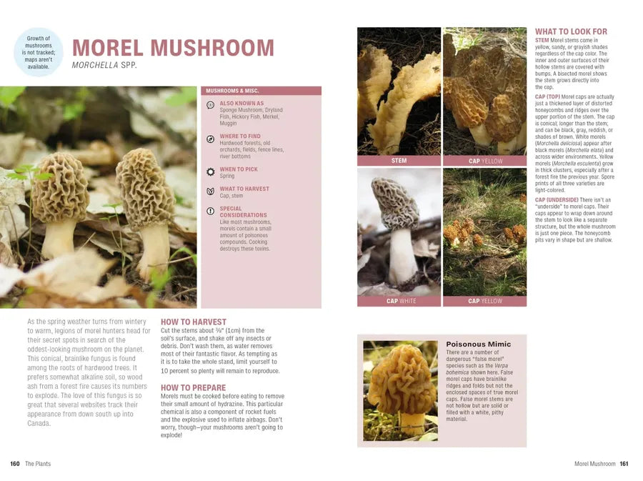 Foraging US - Paperback / softback