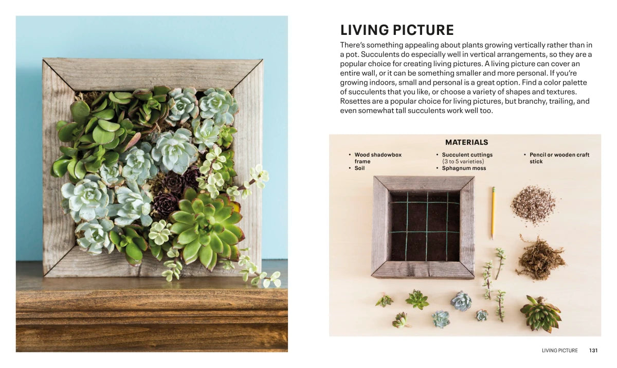 Succulents US - Paperback / softback